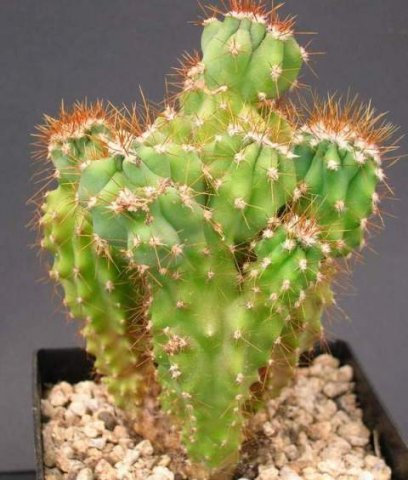 cereus_braunii_monstruosus